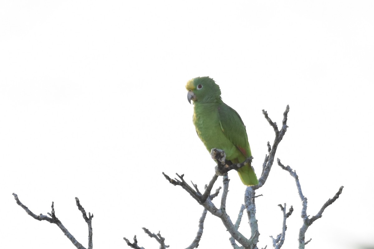 Yellow-crowned Amazon - ML627837635