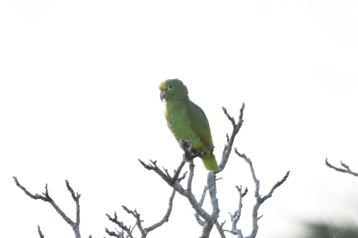 Yellow-crowned Amazon - ML627837636