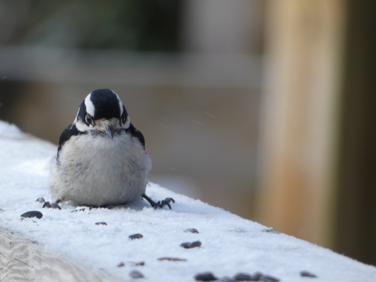 Downy Woodpecker - ML627837638