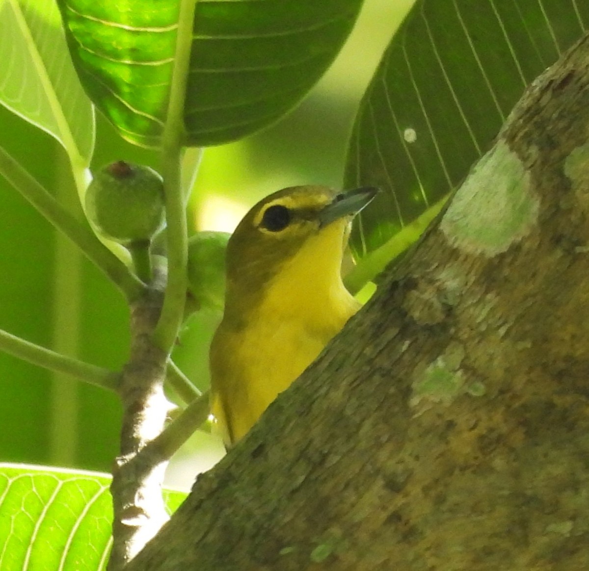 Yellow-throated Vireo - ML627837639