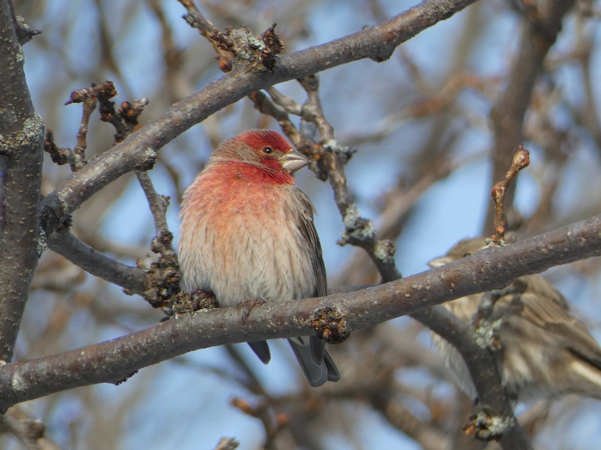 House Finch - ML627837667