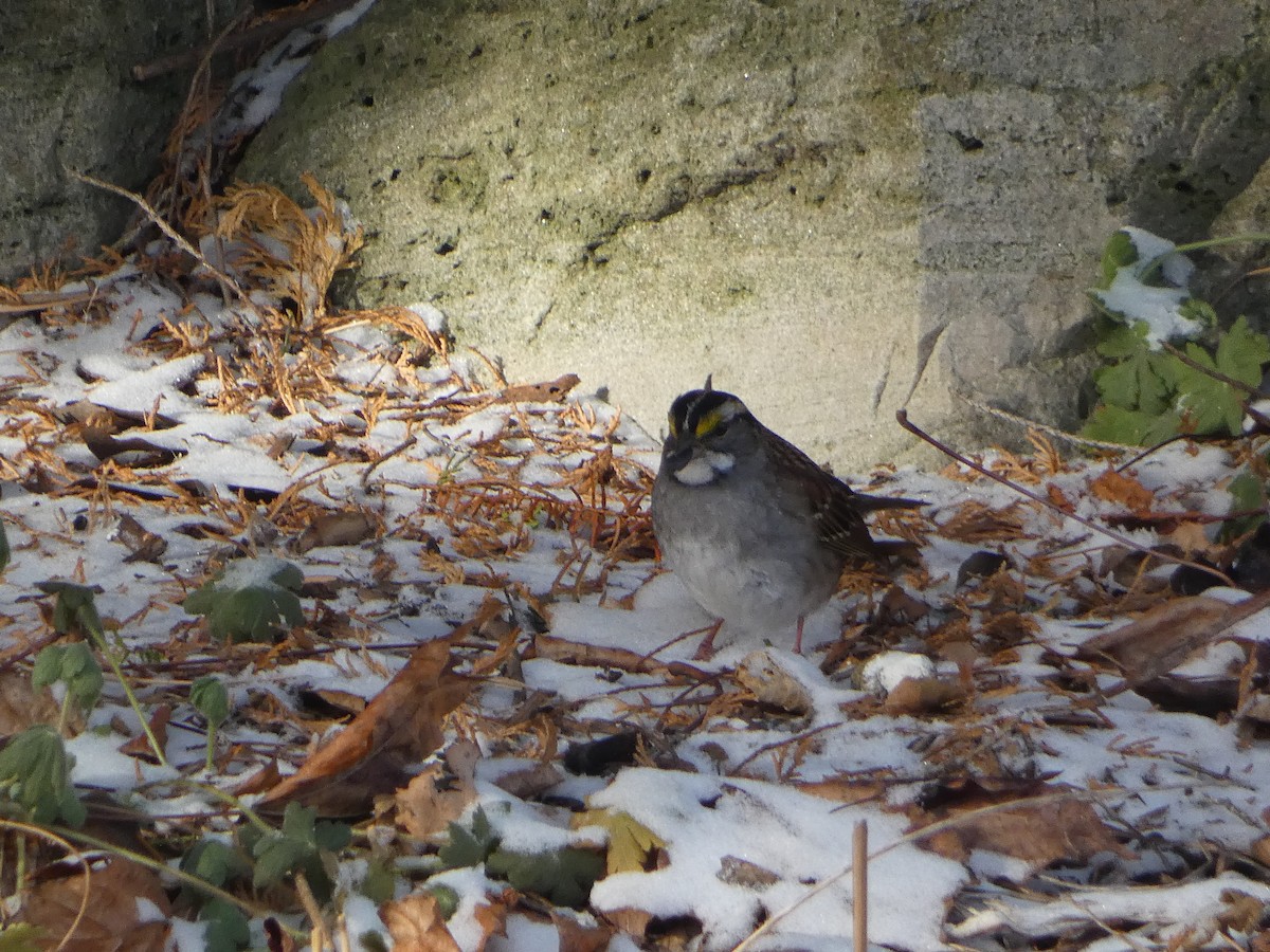 White-throated Sparrow - ML627837697