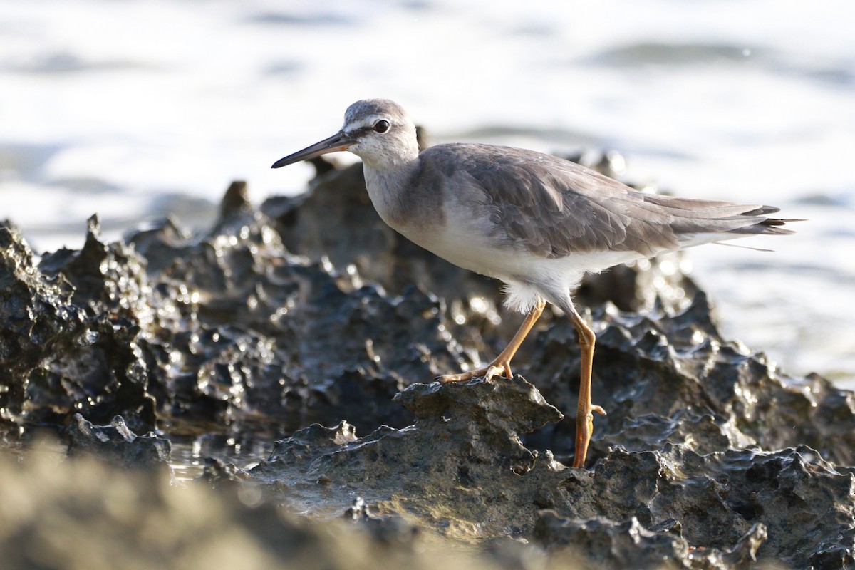 Gray-tailed Tattler - ML627837703