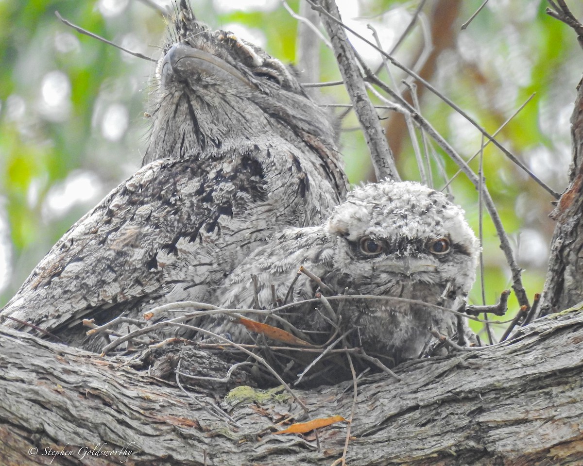 Tawny Frogmouth - ML627837709