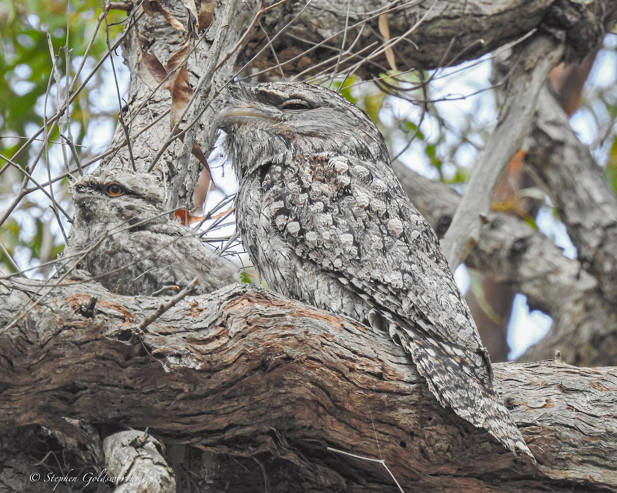 Tawny Frogmouth - ML627837712