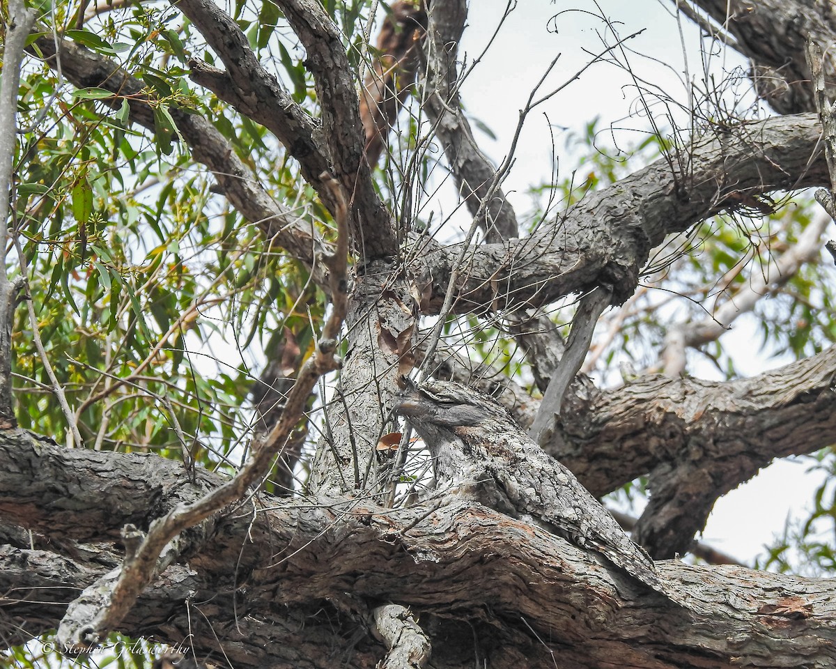 Tawny Frogmouth - ML627837713