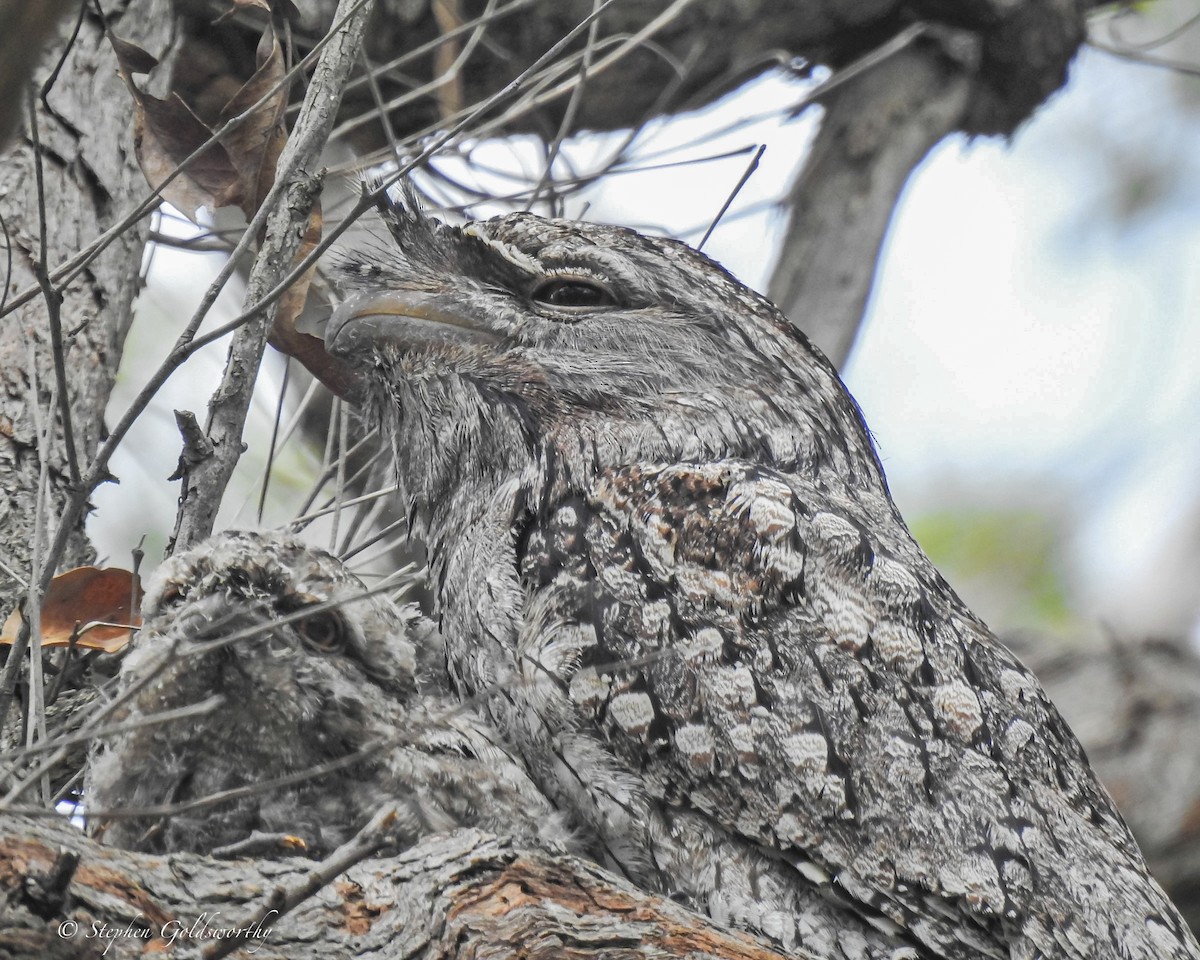 Tawny Frogmouth - ML627837714