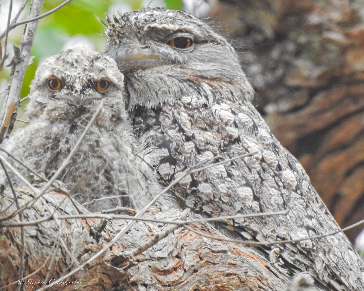 Tawny Frogmouth - ML627837715