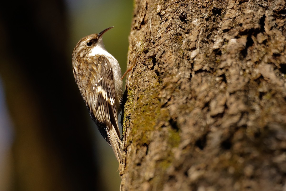 Brown Creeper - ML627837733