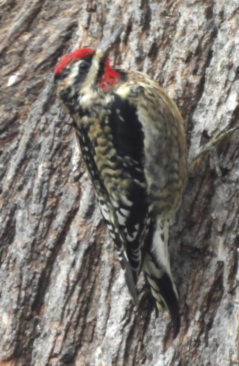 Yellow-bellied Sapsucker - ML627837755