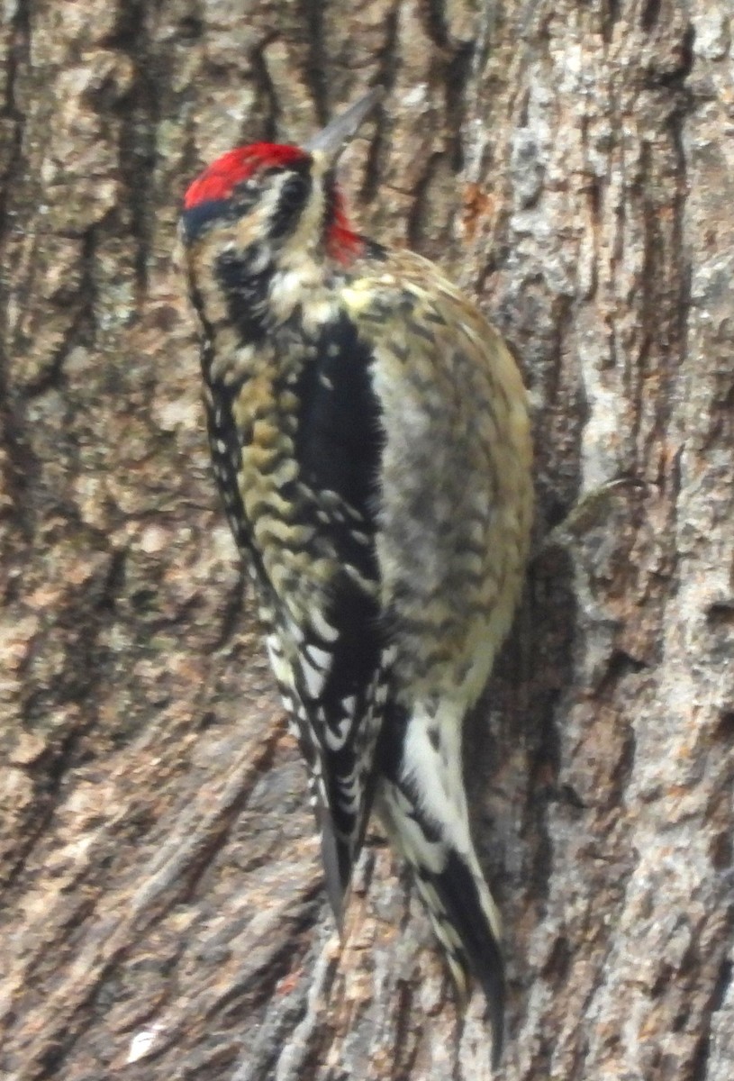 Yellow-bellied Sapsucker - ML627837756