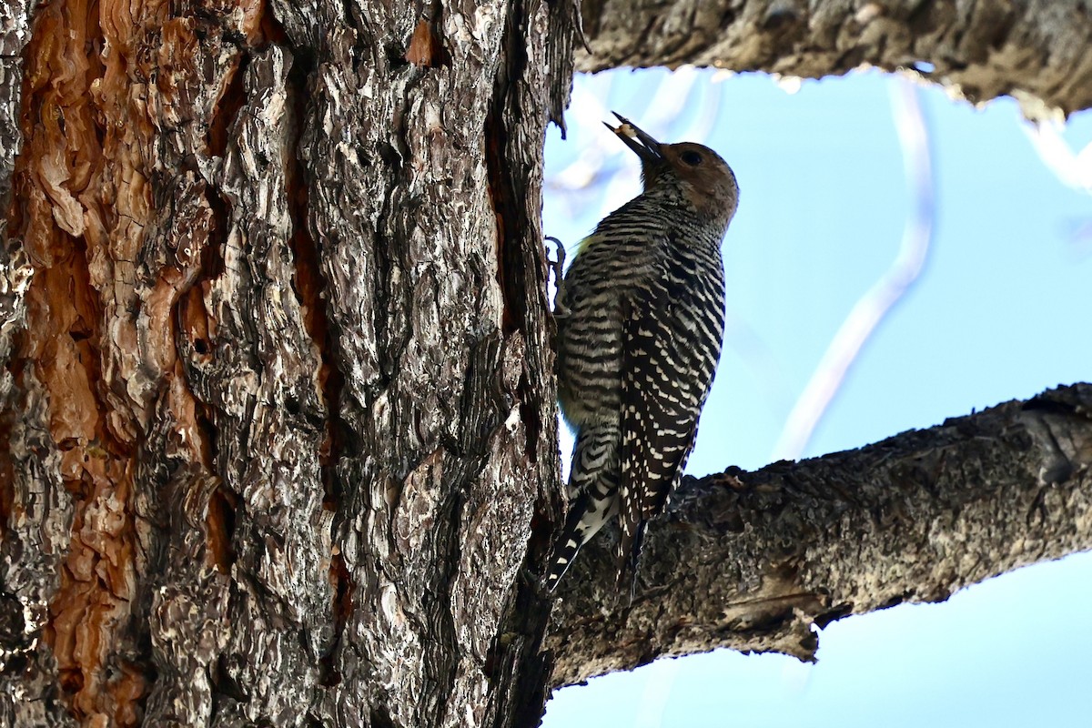 Williamson's Sapsucker - ML627837759