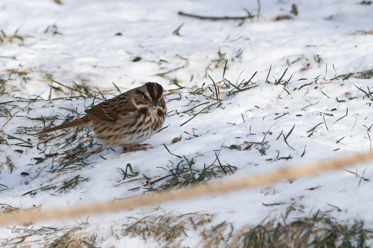 Song Sparrow - ML627837767