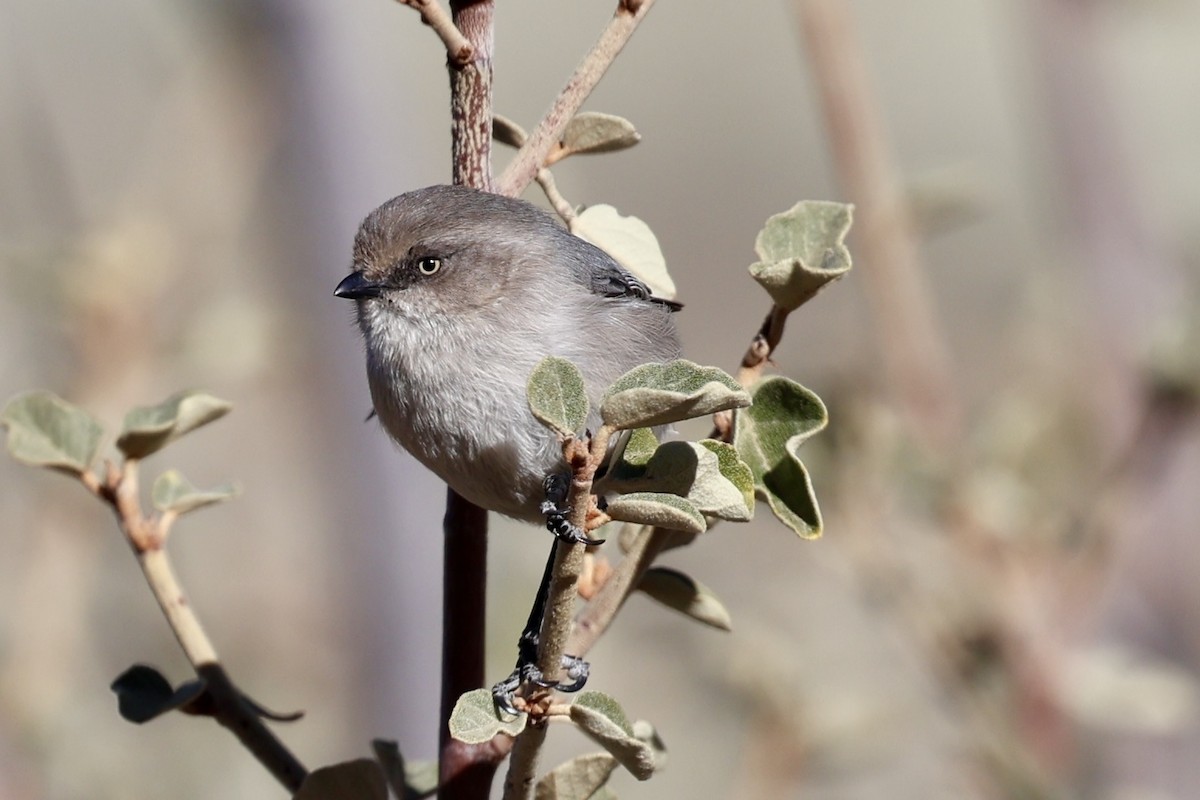 Bushtit - ML627837778