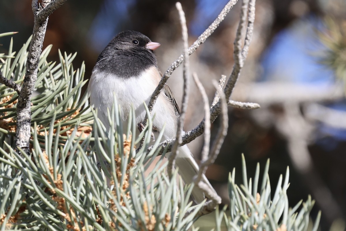 Dark-eyed Junco - ML627837786