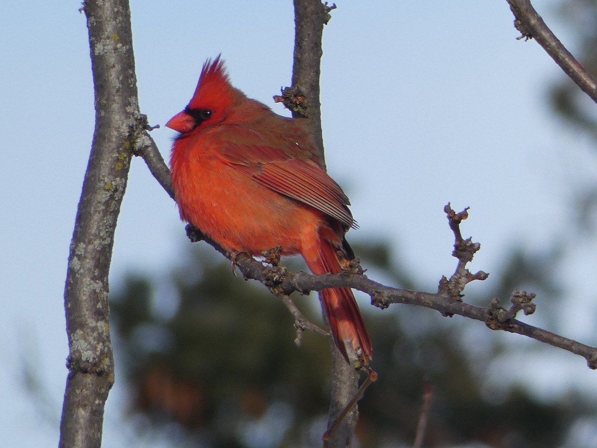 Northern Cardinal - ML627837804