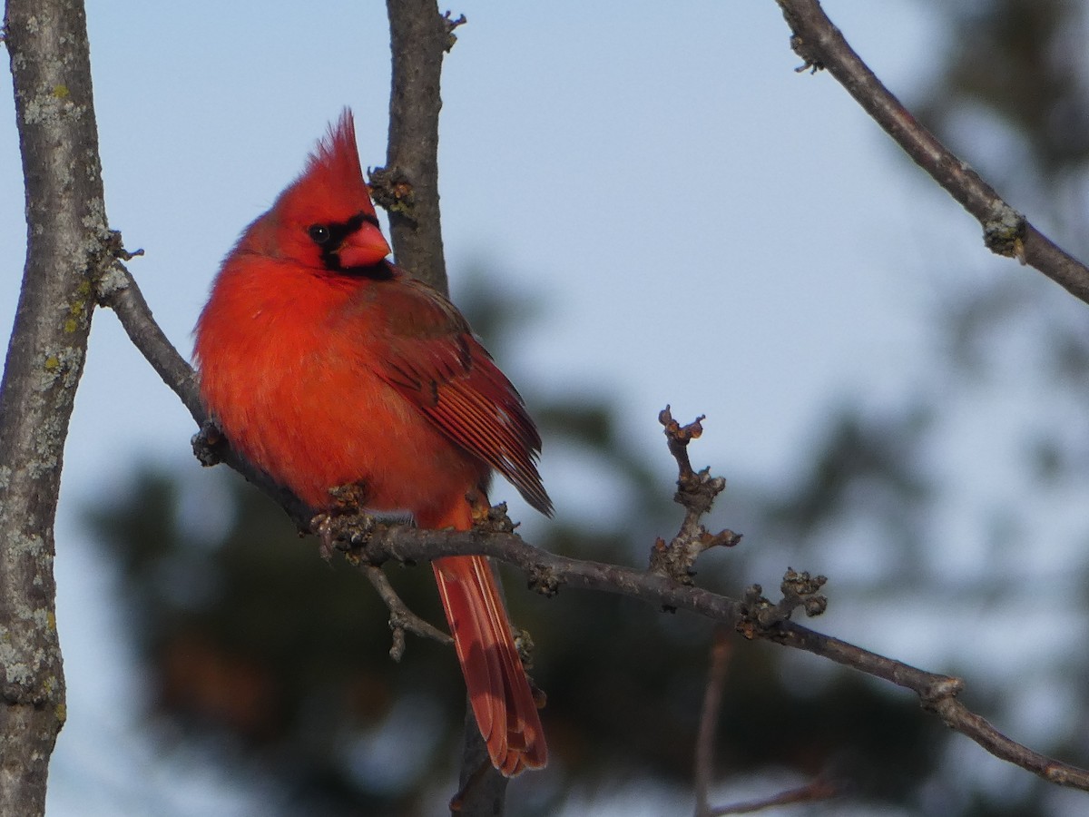 Northern Cardinal - ML627837805