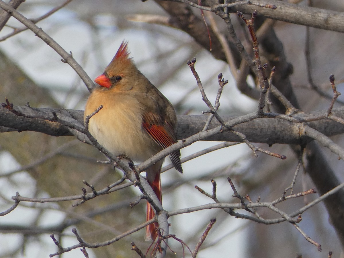 Northern Cardinal - ML627837806