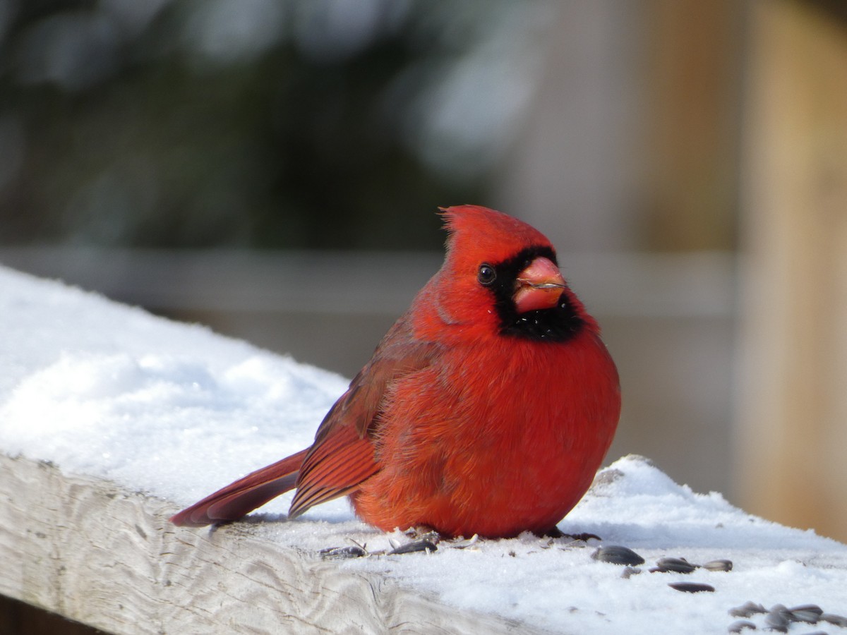 Northern Cardinal - ML627837807