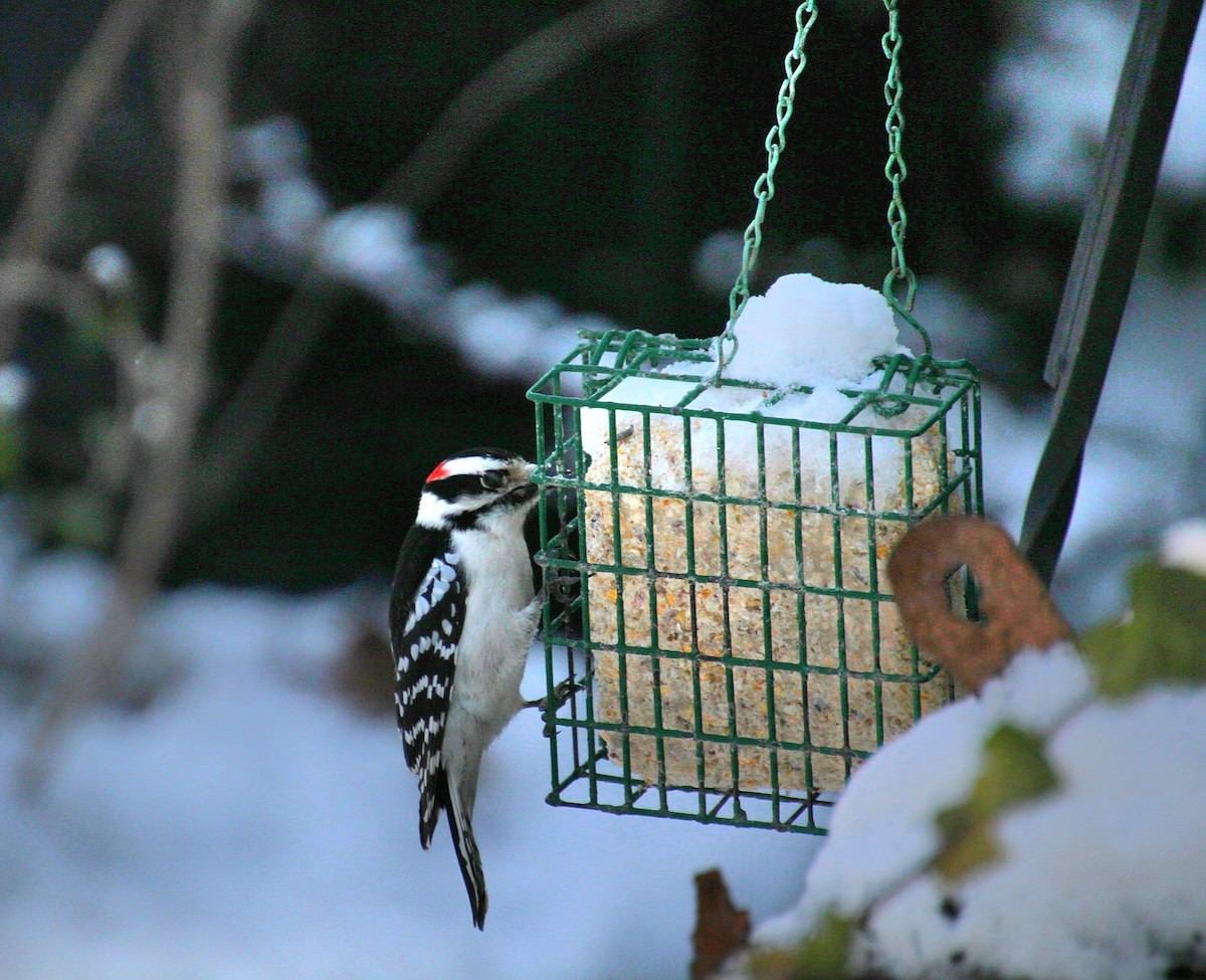 Downy Woodpecker (Eastern) - ML627837810