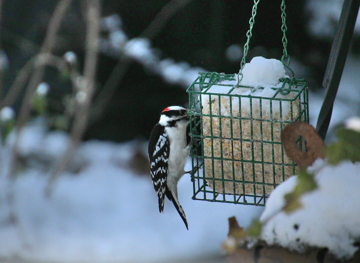 Downy Woodpecker (Eastern) - ML627837813