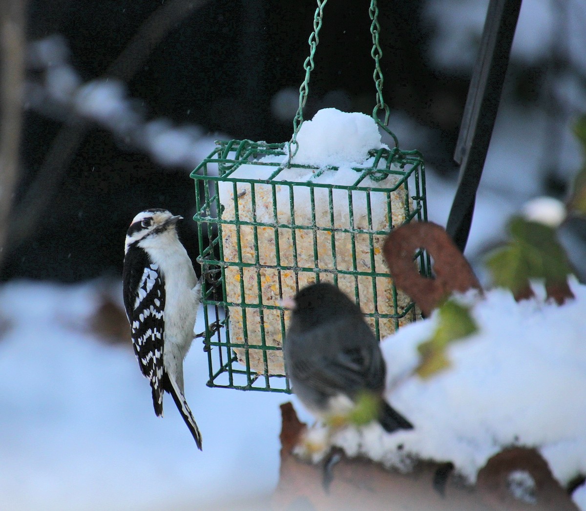 Downy Woodpecker (Eastern) - ML627837815