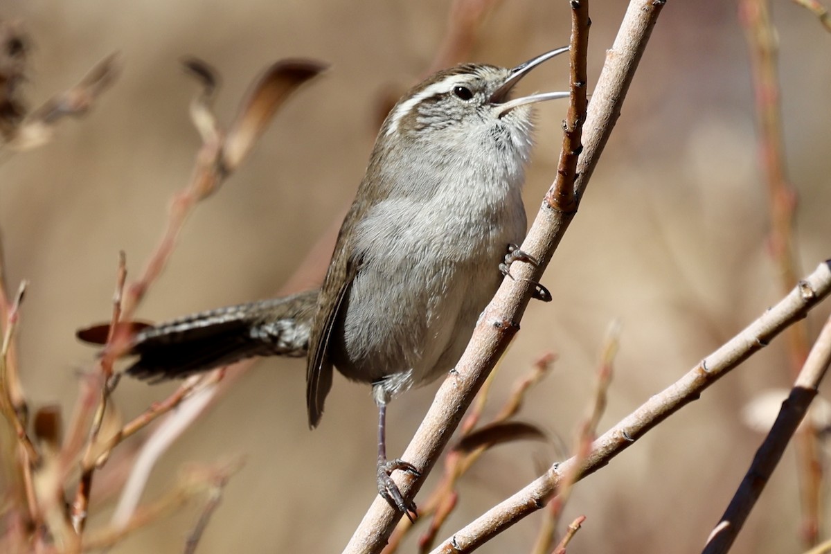 Bewick's Wren - ML627837842