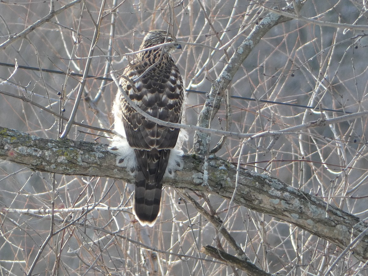 American Goshawk - ML627837944