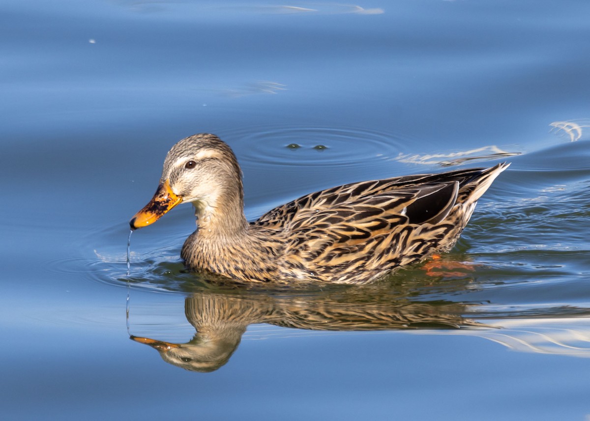 Mallard (Domestic type) - ML627837962