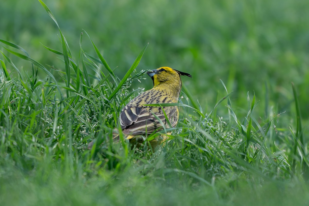 Yellow Cardinal - ML627837989