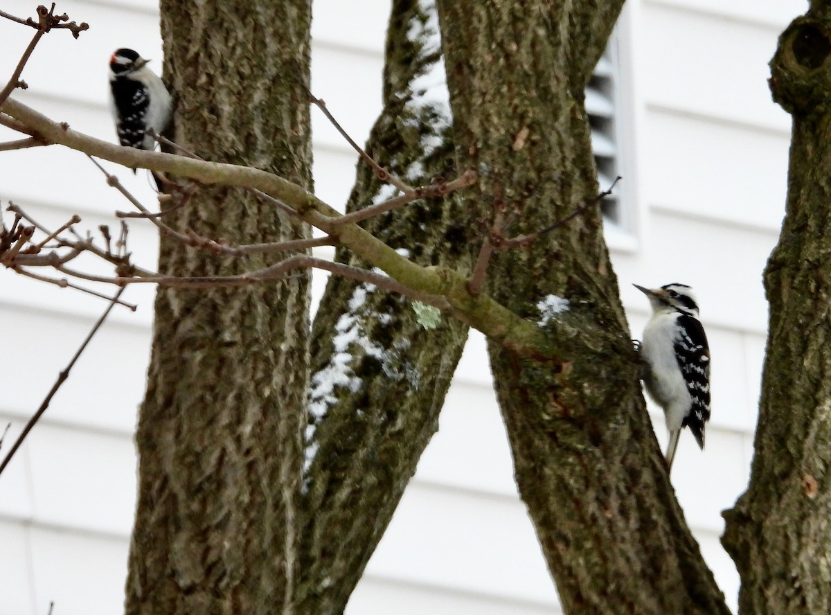 Hairy Woodpecker - ML627838036