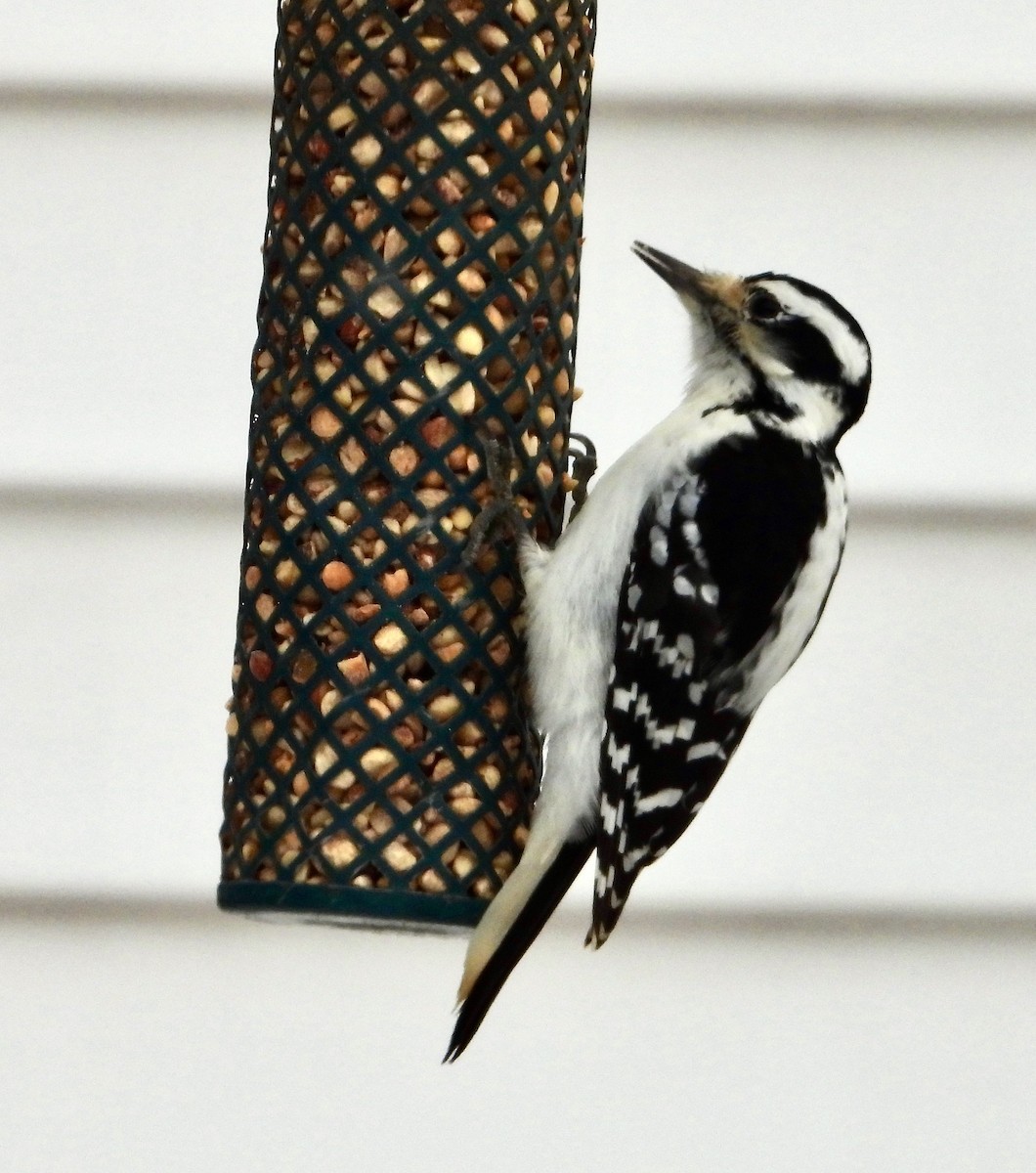 Hairy Woodpecker - ML627838085