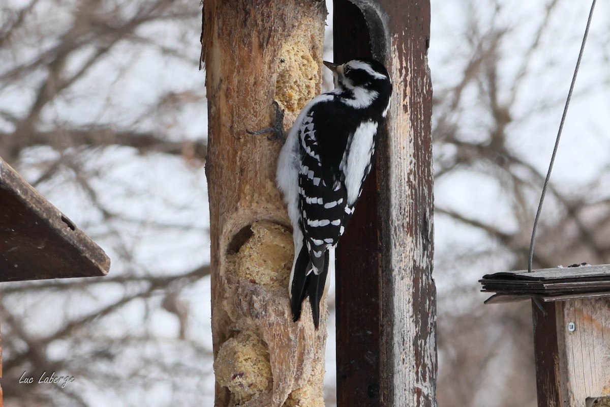 Hairy Woodpecker - ML627838154