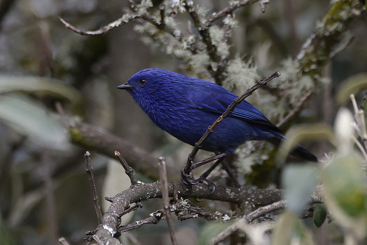 Tit-like Dacnis (petersi/bella) - ML627838159