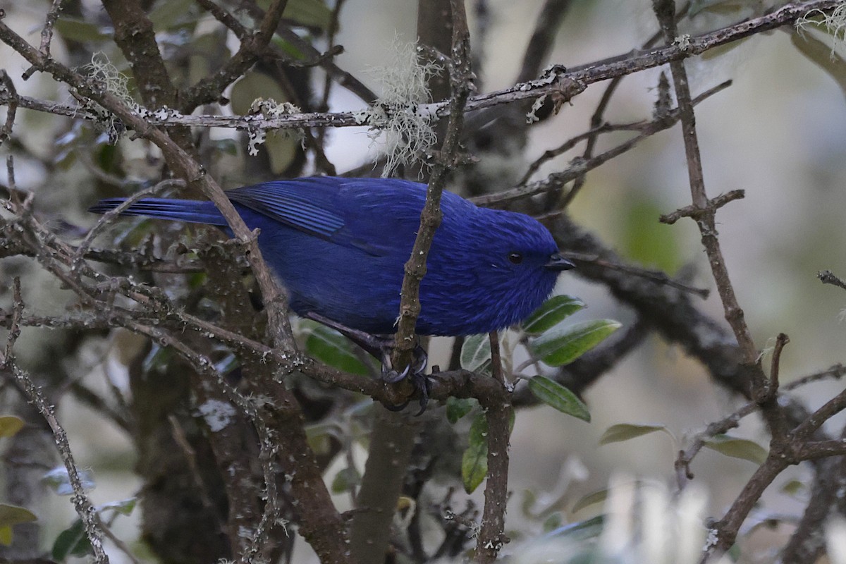 Tit-like Dacnis (petersi/bella) - ML627838160