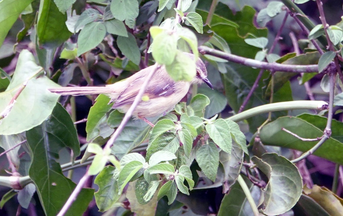 Prinia Modesta - ML627838172