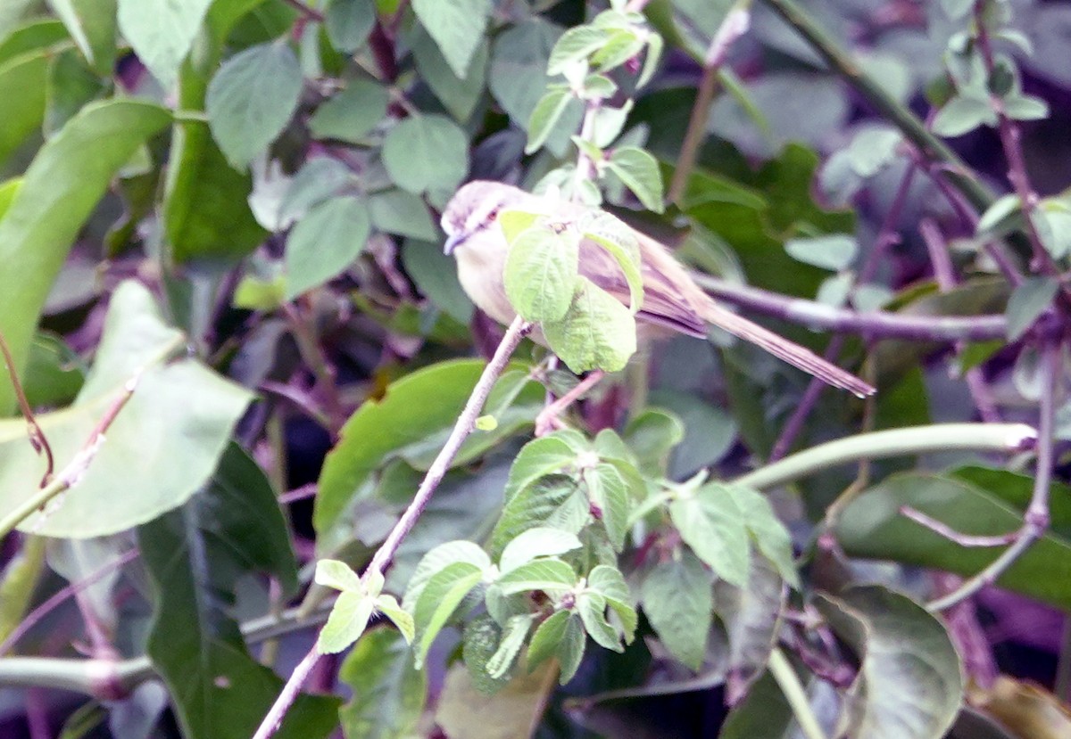 Prinia Modesta - ML627838173