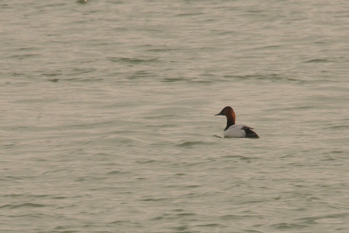 Canvasback - ML627838179