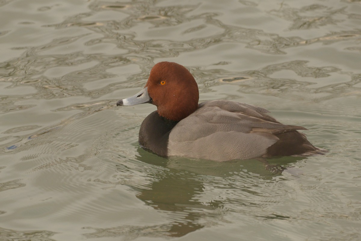 Redhead - ML627838207