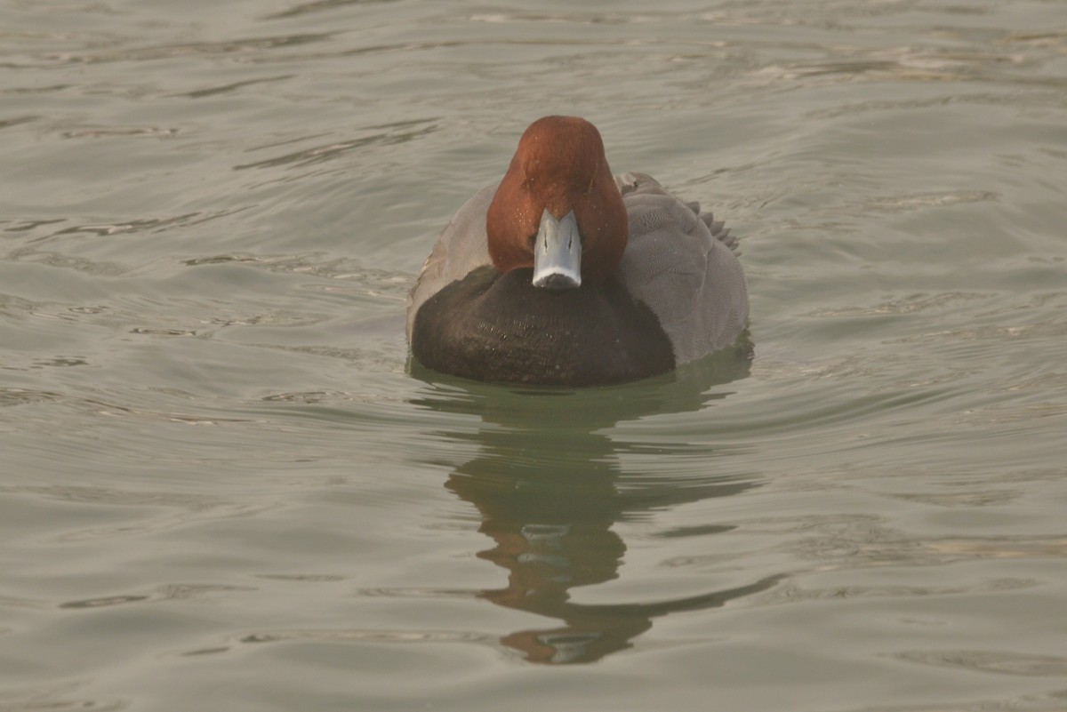 Redhead - ML627838208