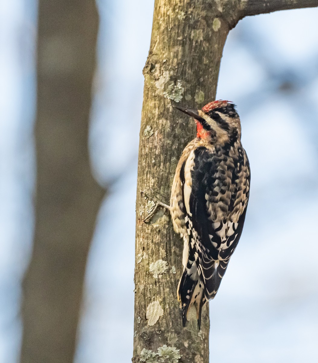 Yellow-bellied Sapsucker - ML627838211