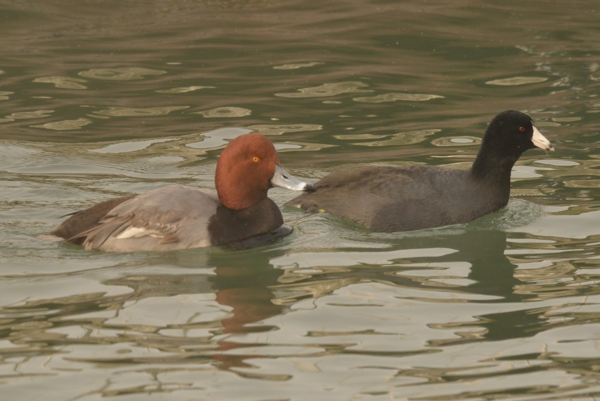 American Coot - ML627838231