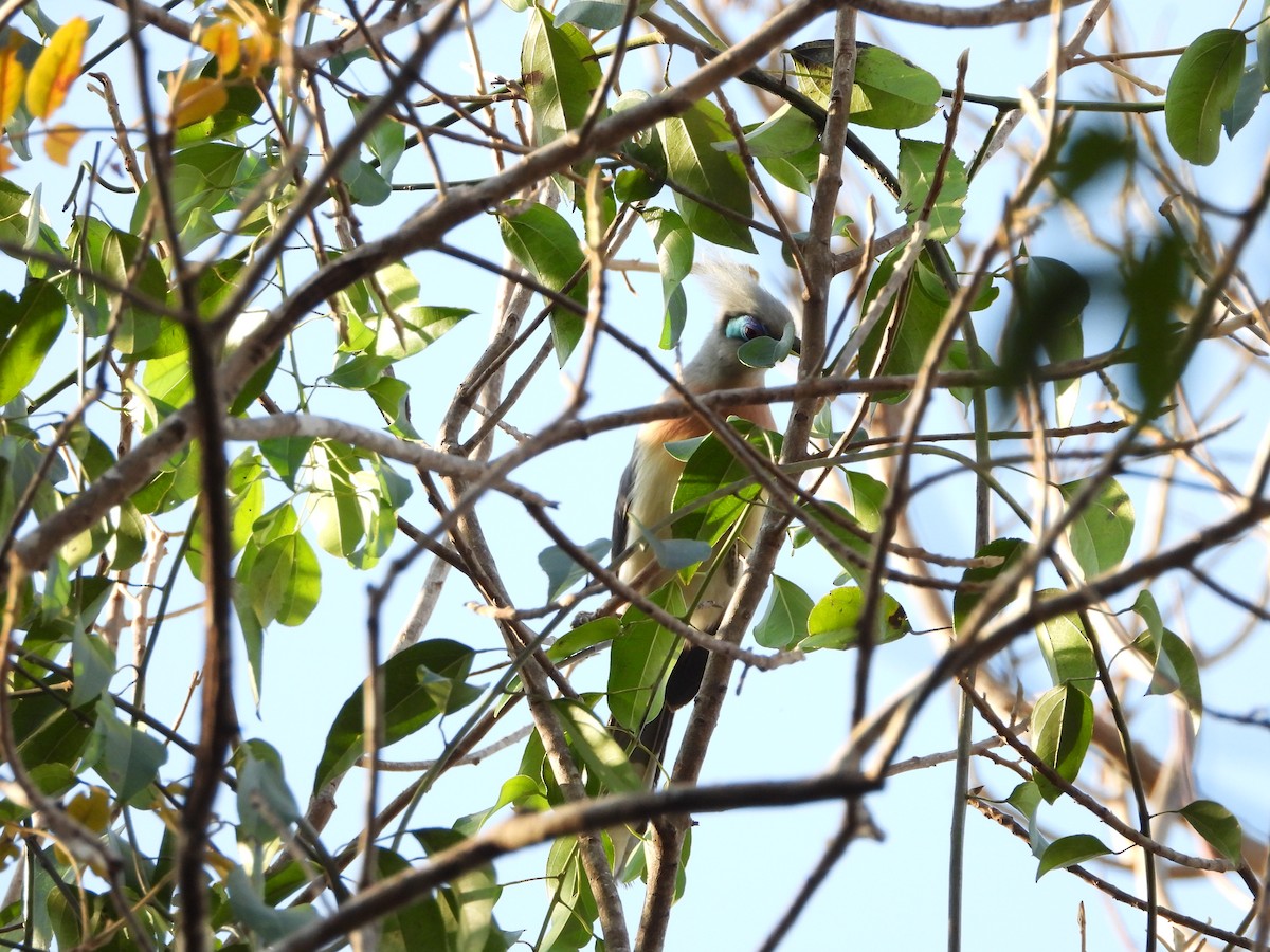 Crested Coua - ML627838240