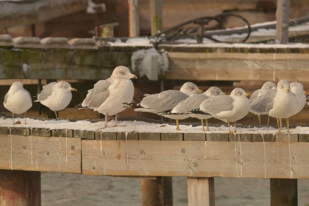 American Herring Gull - ML627838247