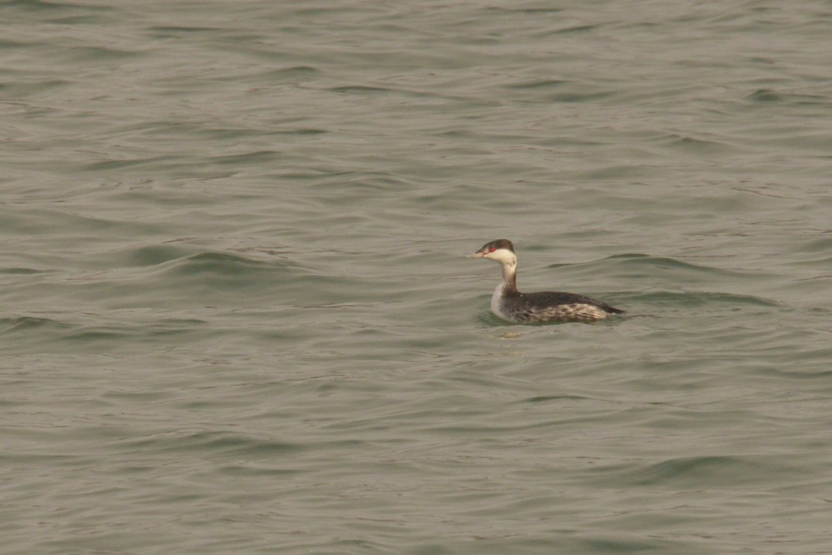 Horned Grebe - ML627838280