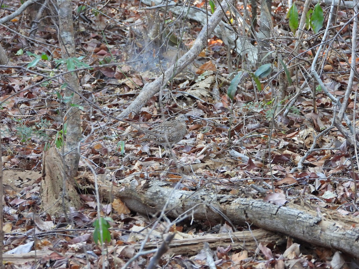 Madagascar Buttonquail - ML627838282