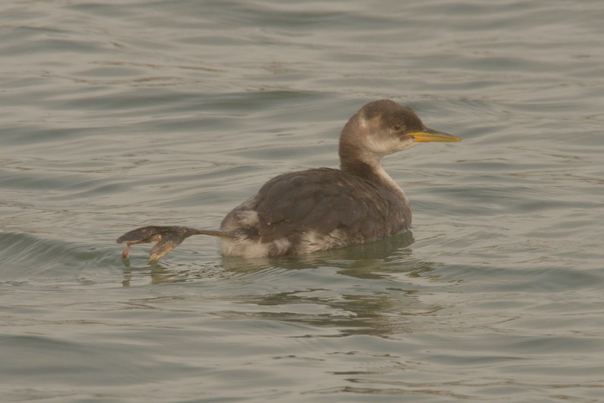 Red-necked Grebe - ML627838292