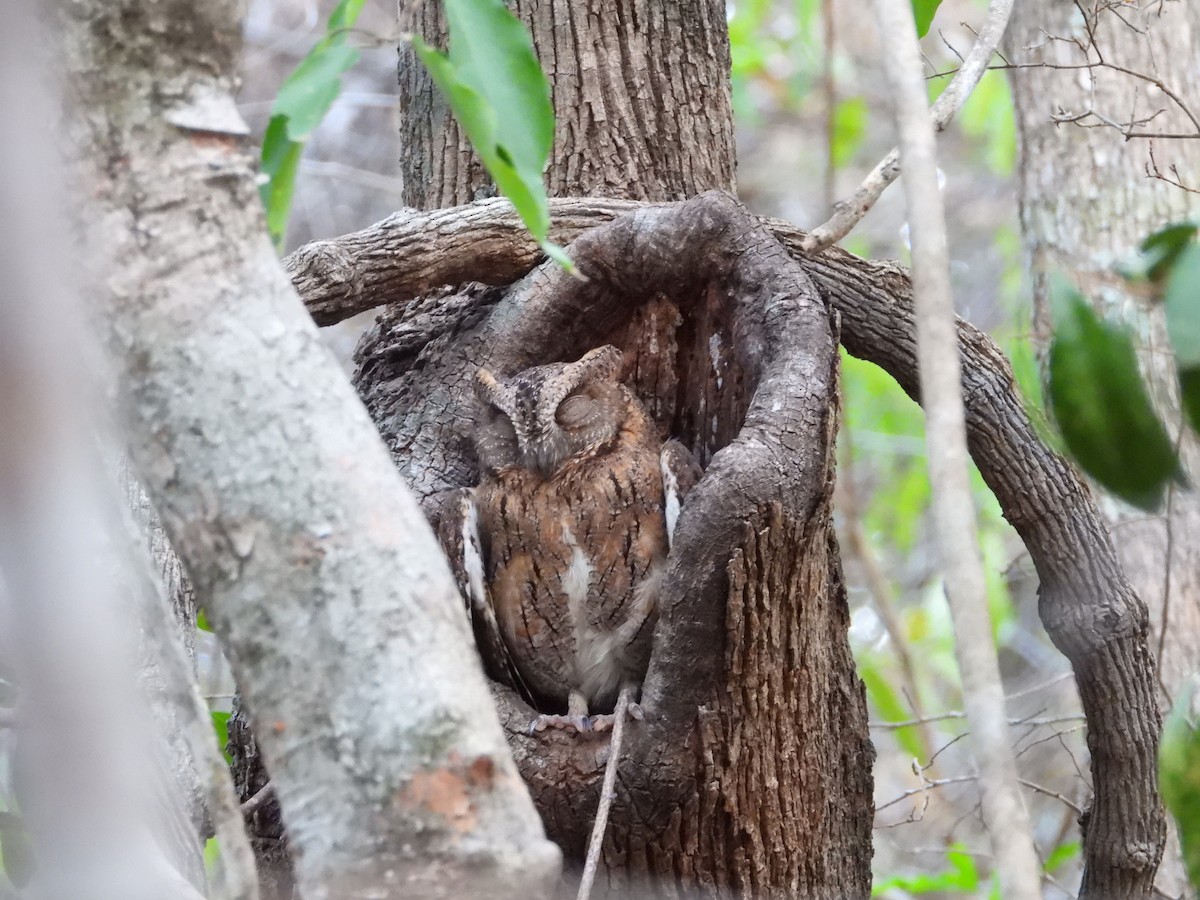 Madagascar Scops-Owl (Torotoroka) - ML627838295