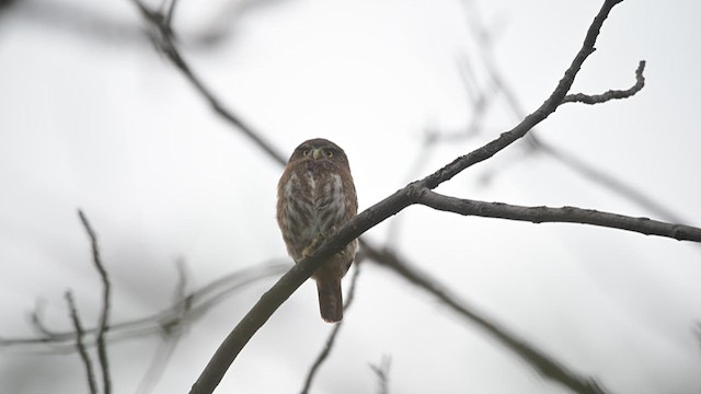 Ferruginous Pygmy-Owl - ML627838327