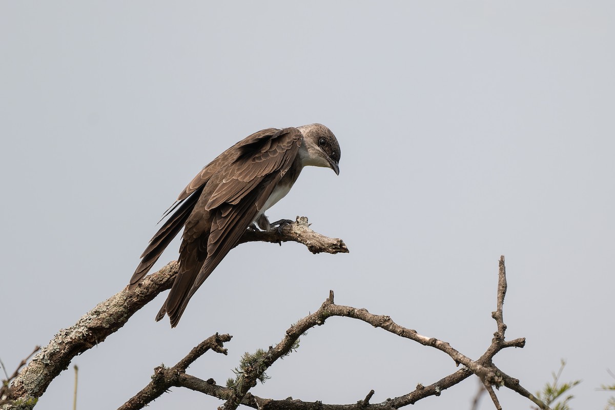 Brown-chested Martin - ML627838352